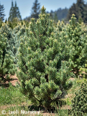 PINUS FLE CHEYENNE