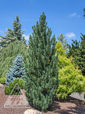 PINUS CEMBRA PRAIRIE STATESMAN