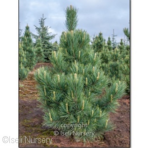 PINUS CEM SILVER SHEEN