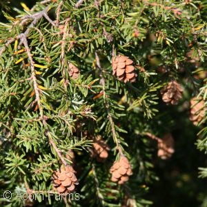 TSUGA CAN PENDULA