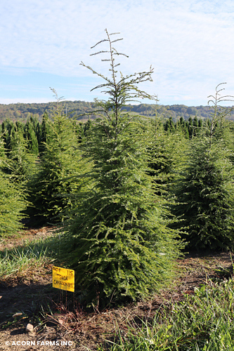 TSUGA CANADENSIS