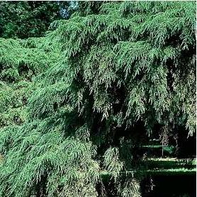 TSUGA CAN PENDULA SARGENTII