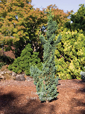 CHAMAECYPARIS WISSELS SAGUARO