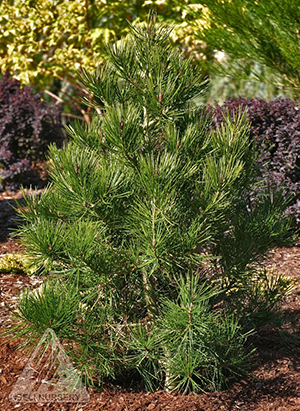 PINUS BUNGEANA