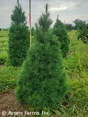 PINUS STROBUS