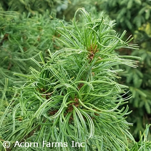 PINUS STROBUS CONTORTA