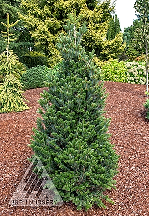 ABIES ALBA PYRAMIDALIS