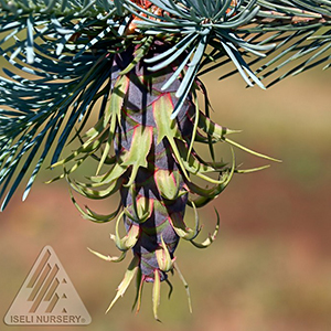 PSEUDOTSUGA MENZIESII