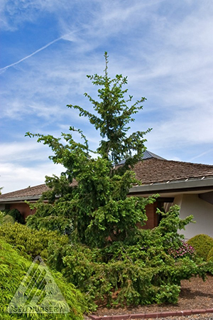 PSEUDOTSUGA EMERALD TWISTER