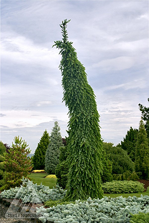 PICEA OMORIKA PENDULA BRUNS