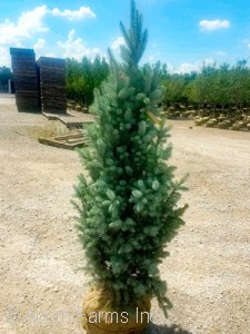 PICEA PUN BLUE TOTEM