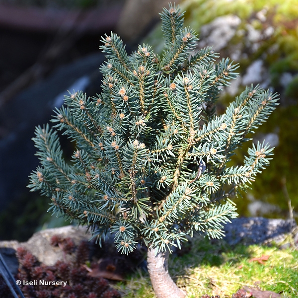 PICEA PUN SCOTTIE