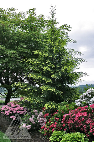 PICEA ORI AUREOSPICATA