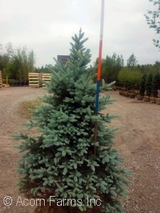 PICEA PUN BABY BLUE