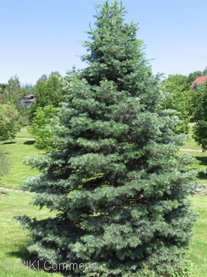 ABIES CONCOLOR CANDICANS