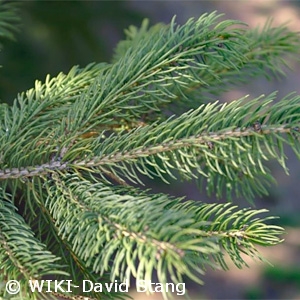 PICEA GLAUCA