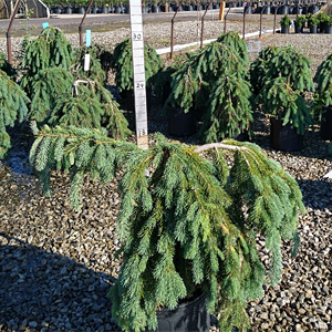 PICEA GLAUCA PENDULA