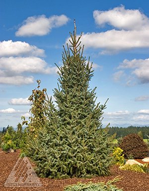 PICEA OMORIKA SILBERBLUE