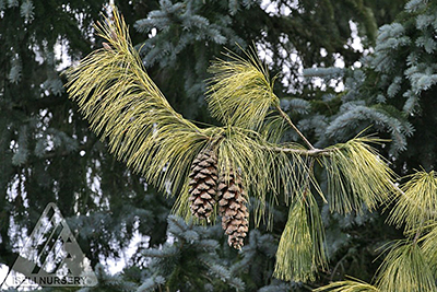 PINUS WAL ZEBRINA