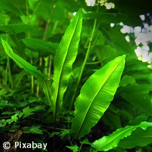 ASPLENIUM SCOLOPENDRIUM