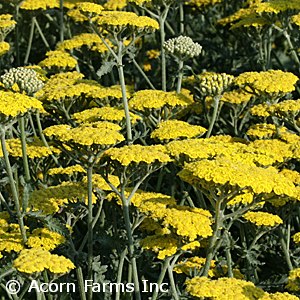 ACHILLEA MOONSHINE