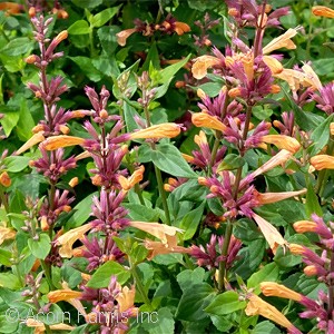 AGASTACHE TANGO