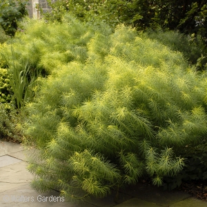 AMSONIA HUBRICHTII