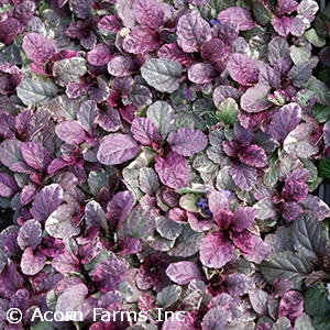 AJUGA REP BURGUNDY GLOW