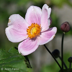 ANEMONE HYB SEPTEMBER CHARM