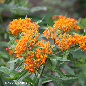 ASCLEPIAS TUBEROSA