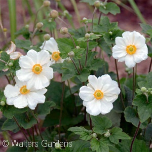 ANEMONE JAP HONORINE JOBERT