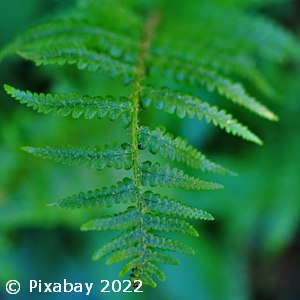 DRYOPTERIS AUSTRALIS