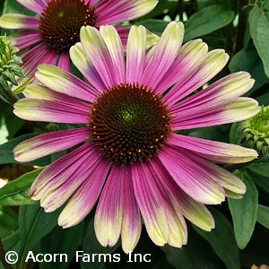 ECHINACEA SWEET SANDIA