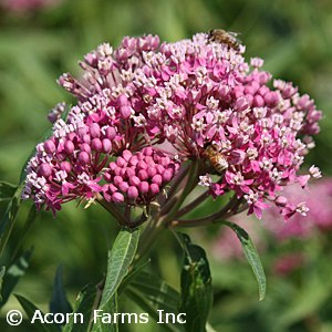 ASCLEPIAS INC CINDERELLA