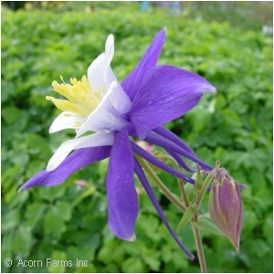 AQUILEGIA BLUE BIRD