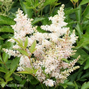 ASTILBE YOUNIQUE WHITE