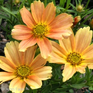 COREOPSIS VER SIENNA SUNSET