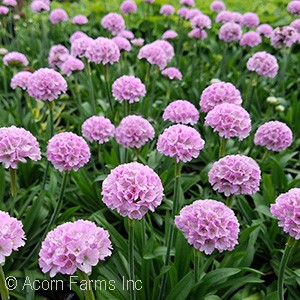 ARMERIA SWEET DREAMS