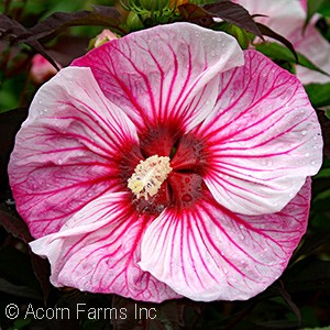 HIBISCUS CHERRY CHOCO LATTE