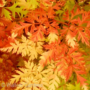 ARUNCUS AETHUSIFOLIUS