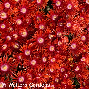 DELOSPERMA RED MOUNTAIN FLAME