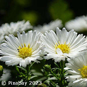 ASTER WHITE