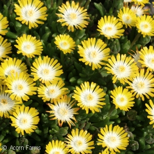 DELOSPERMA JEWEL PERIDOT