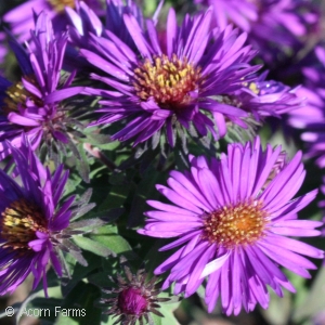 ASTER NOV PURPLE DOME