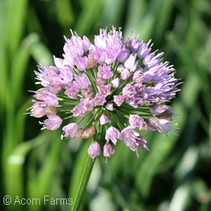 ALLIUM PEEK A BOO