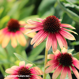 ECHINACEA TEQUILA SUNRISE