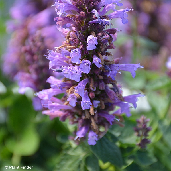AGASTACHE POQUITO DARK BLUE