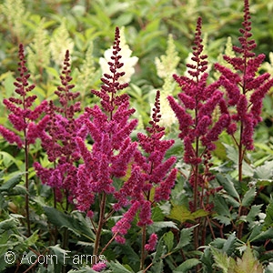 ASTILBE CHI VISIONS IN RED