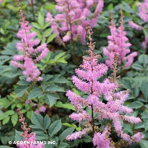 ASTILBE ARE AMETHYST