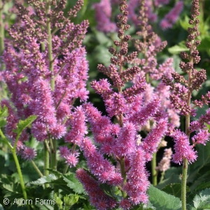 ASTILBE CHI VISIONS